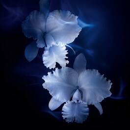 Orchidée Impériale The Longevity Concentrate - Serum