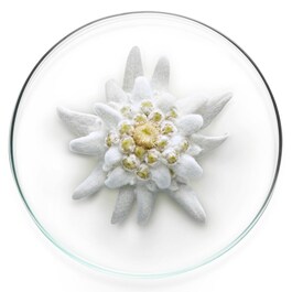 UV Expert Milky Bright - SPF 50 Güneş Koruyucu Krem
