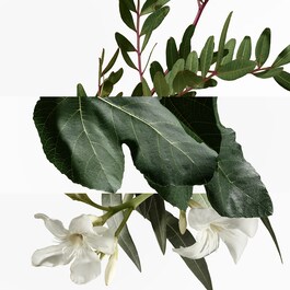 Un Jardin En Méditerranée, Eau de Toilette