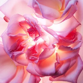 Allegra Magnifying Rose - Eau de Parfum