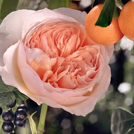 Chloé Rose Tangerine - Eau de Toilette