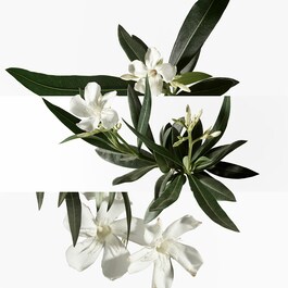Un Jardin En Méditerranée, Eau de Toilette