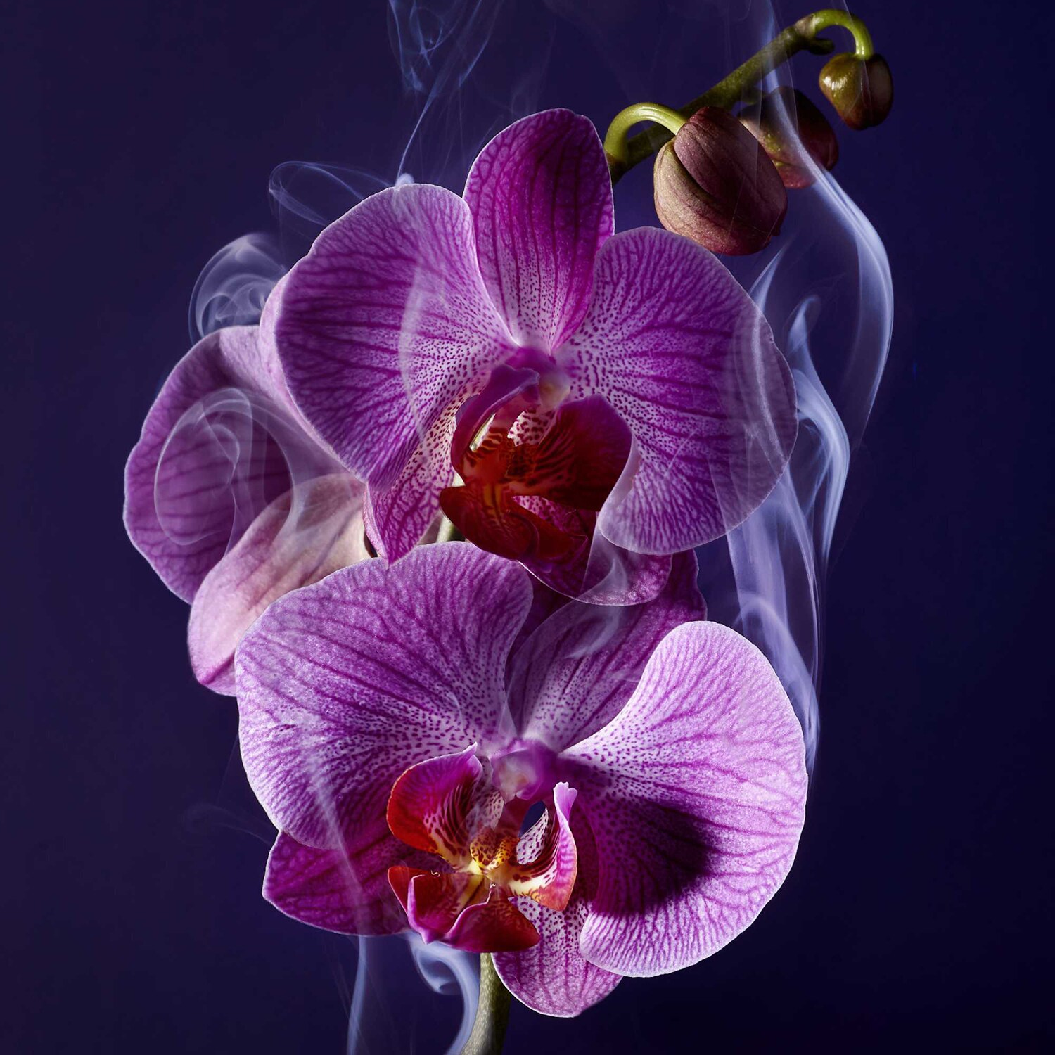 La Nuit Tresor Eau de Parfum
