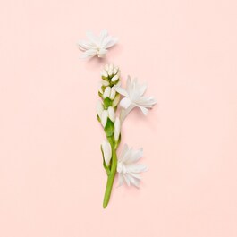 Gucci Bloom - Eau de Parfum