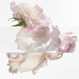 Eau De Pamplemousse Rose, Eau De Cologne