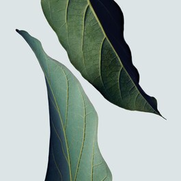 Botanical Repair - Durulanmayan Saç Onarım Ve Bakım Kremi