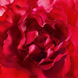 Mon Guerlain Bloom Of Rose - Eau de Parfum