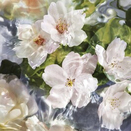 Flora Cherrysia - Eau De Toilette