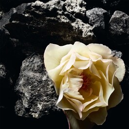Exquisite Embroidery Collection Orientale - Eau de Parfum