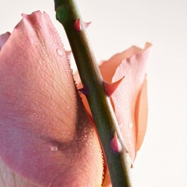 Parco PalladIano VI Rosa - Eau de Parfum