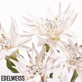Diorsnow Essence Of Light Serum - Serum