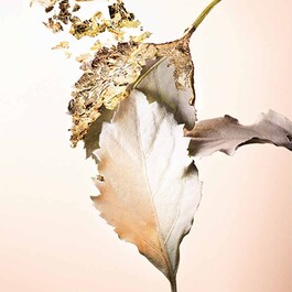 Splendida Patchouli Tentation - Eau de Parfum