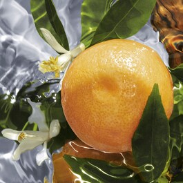 Pamplelune - Eau De Toilette