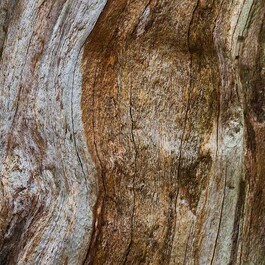 Man Wood Essence - Eau de Parfum