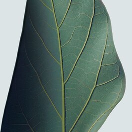 Botanical Repair - Yıpranmış Saçlar İçin Onarım Maskesi: Hafif Doku
