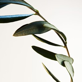 Parco PalladIano X OlIVo - Eau de Parfum