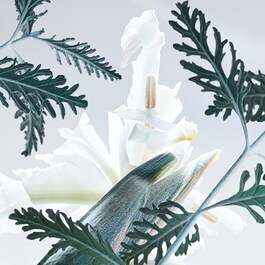 Man Glacial Essence - Eau De Parfum