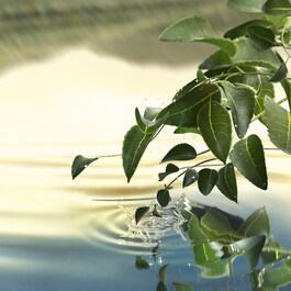 Tender Light - Eau de Parfum