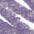 KHOL COUT WTP N6 LILAC
