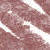 N°17. Light Brown (0,7 g)